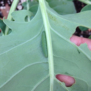 Cabbageworm on my broccoli