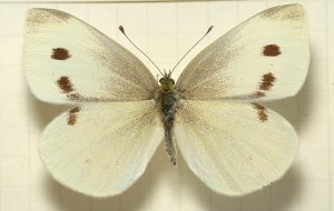 Female White Butterfly